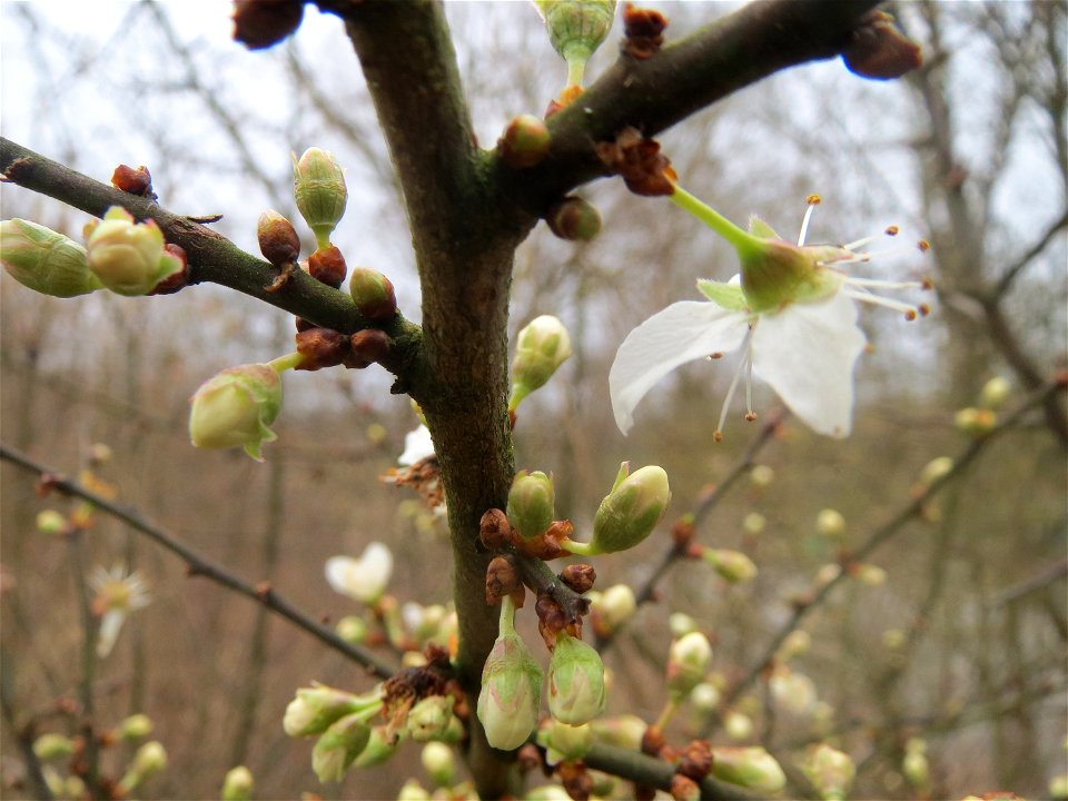 Schlehdorn (Prunus spinosa) in der Saaraue Güdingen