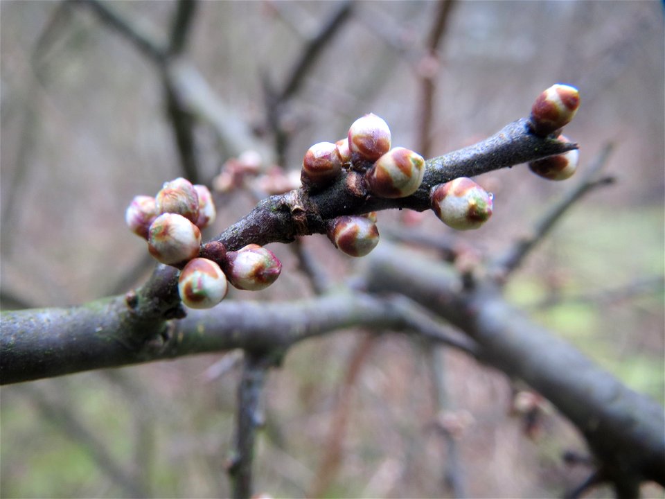 Schlehdorn (Prunus spinosa) in der Saaraue Güdingen