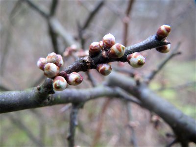 Schlehdorn (Prunus spinosa) in der Saaraue Güdingen