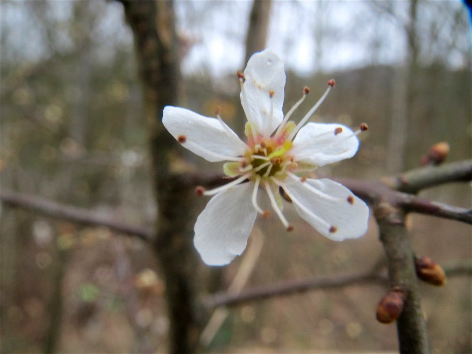 Schlehdorn (Prunus spinosa) in der Saaraue Güdingen