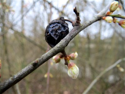 Schlehdorn (Prunus spinosa) in der Saaraue Güdingen