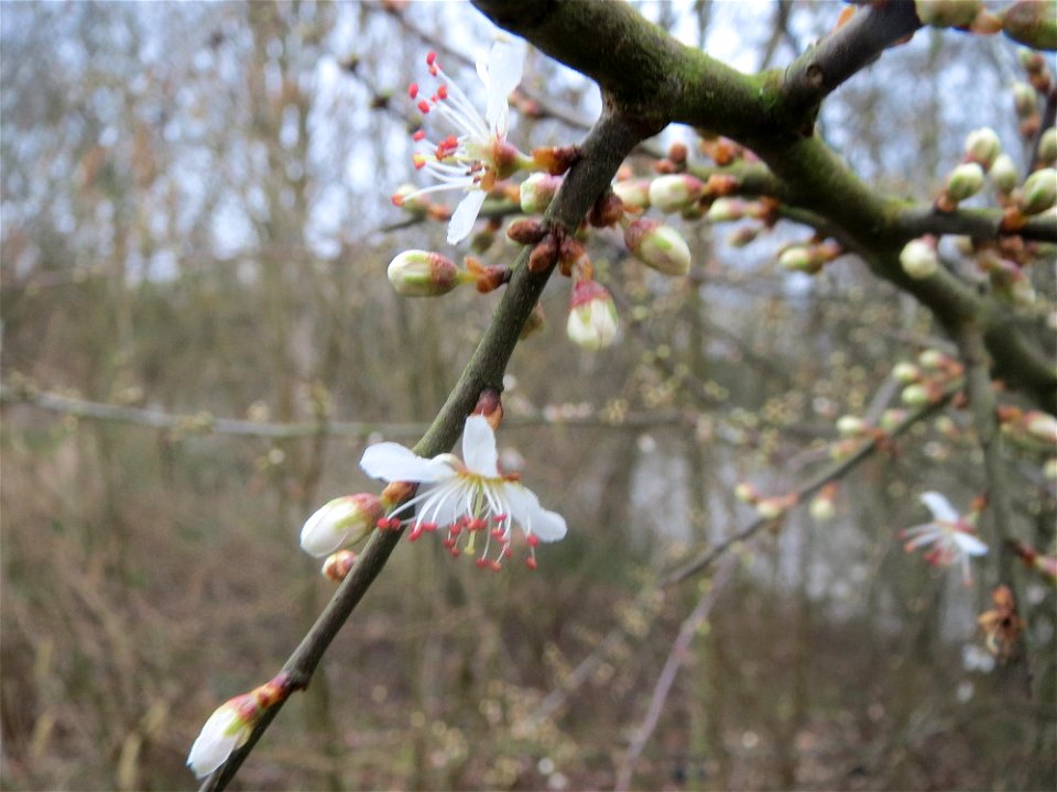 Schlehdorn (Prunus spinosa) in der Saaraue Güdingen
