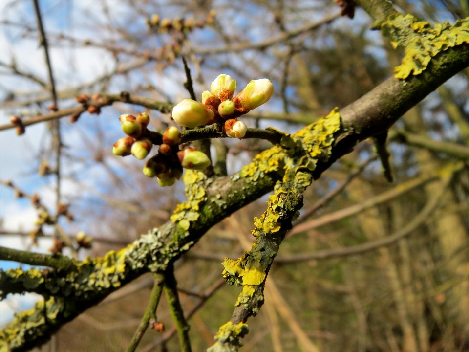 Schlehdorn (Prunus spinosa) im Hockenheimer Rheinbogen