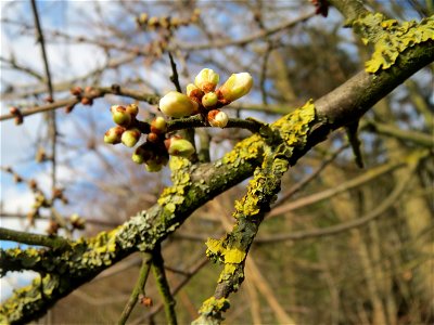 Schlehdorn (Prunus spinosa) im Hockenheimer Rheinbogen