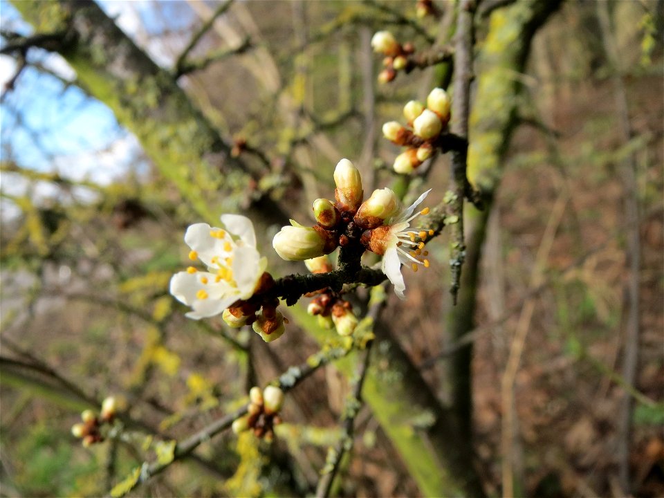 Schlehdorn (Prunus spinosa) im Hockenheimer Rheinbogen