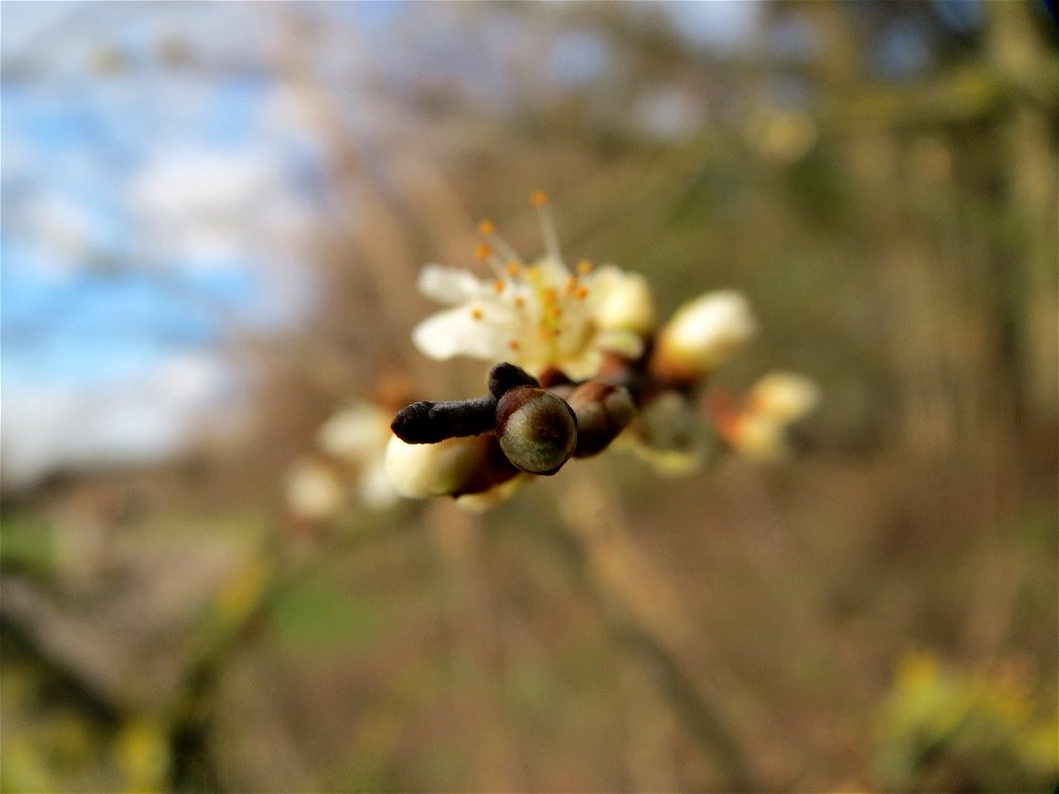 Schlehdorn (Prunus spinosa) im Hockenheimer Rheinbogen
