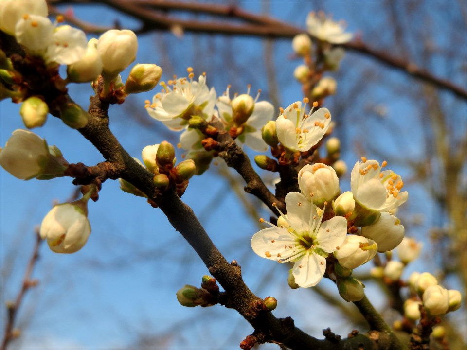 Schlehdorn (Prunus spinosa) im Hockenheimer Rheinbogen