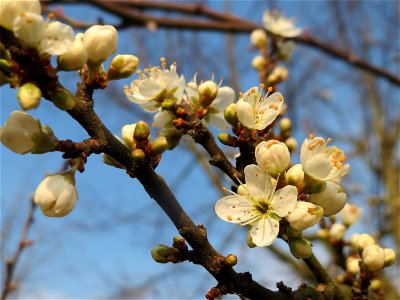 Schlehdorn (Prunus spinosa) im Hockenheimer Rheinbogen