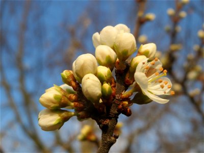 Schlehdorn (Prunus spinosa) im Hockenheimer Rheinbogen