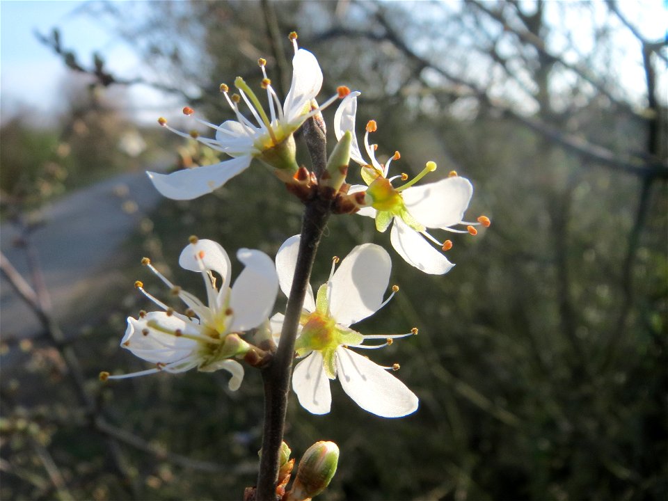Schlehdorn (Prunus spinosa) in Hockenheim