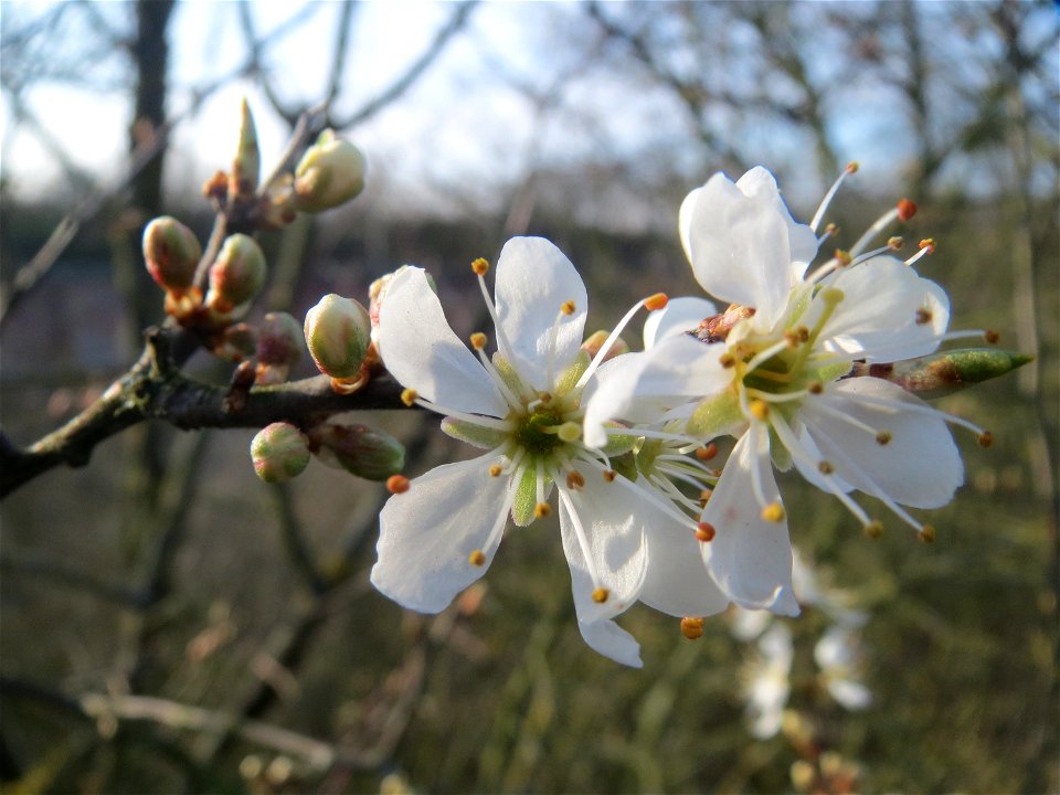 Schlehdorn (Prunus spinosa) in Hockenheim