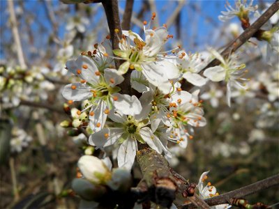 Schlehdorn (Prunus spinosa) im Hockenheimer Rheinbogen