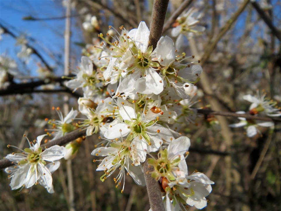 Schlehdorn (Prunus spinosa) im Hockenheimer Rheinbogen