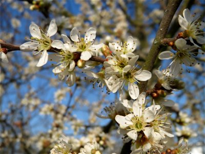 Schlehdorn (Prunus spinosa) im Hockenheimer Rheinbogen