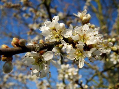 Schlehdorn (Prunus spinosa) im Hockenheimer Rheinbogen