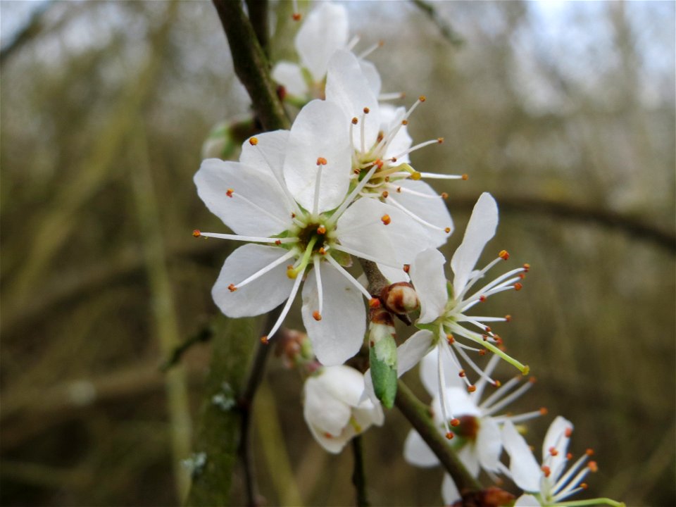 Schlehdorn (Prunus spinosa) im Naturschutzgebiet "St. Arnualer Wiesen"