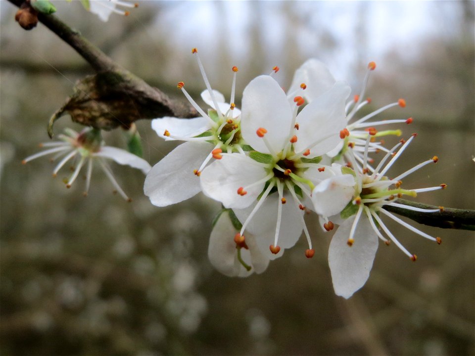 Schlehdorn (Prunus spinosa) im Naturschutzgebiet "St. Arnualer Wiesen"