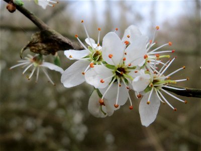 Schlehdorn (Prunus spinosa) im Naturschutzgebiet "St. Arnualer Wiesen"