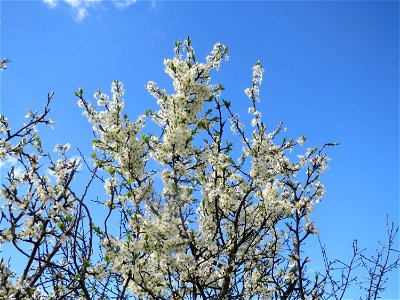 Schlehdorn (Prunus spinosa) bei Reilingen