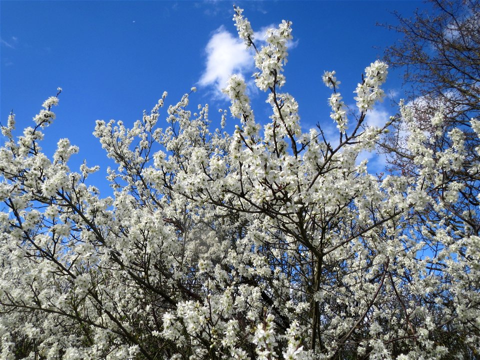 Schlehdorn (Prunus spinosa) bei Reilingen