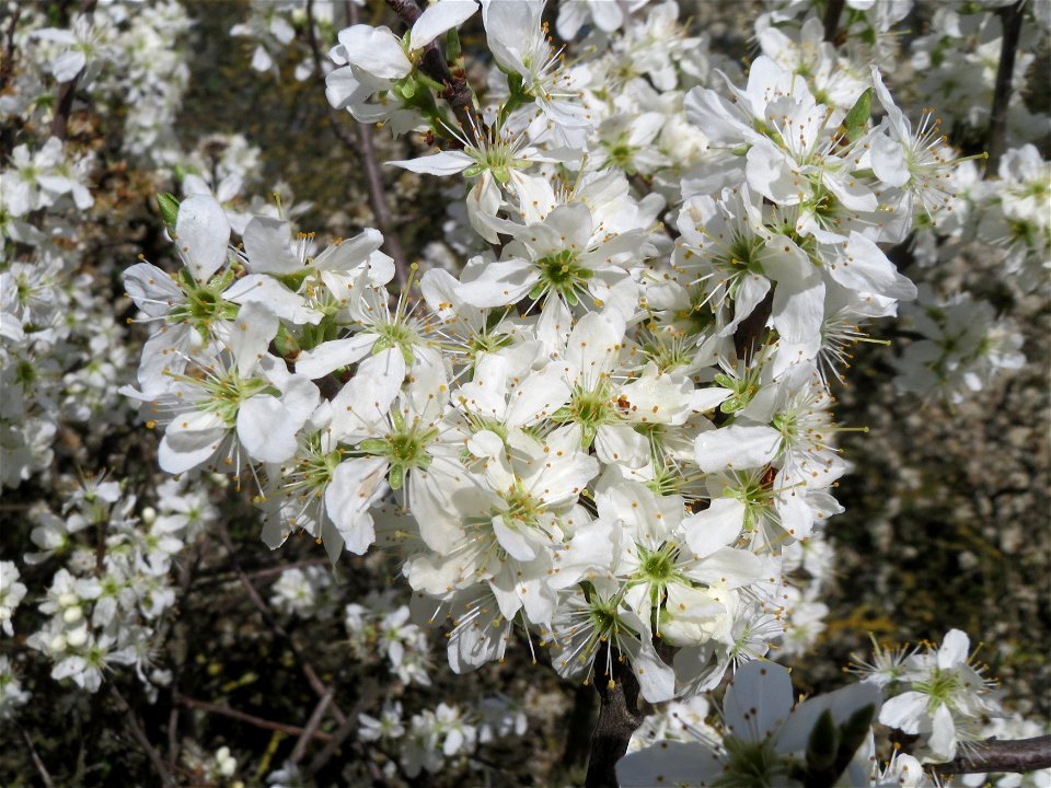 Schlehdorn (Prunus spinosa) bei Reilingen