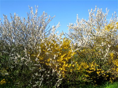 Forsythie (Forsythia × intermedia) und Schlehdorn (Prunus spinosa) in Hockenheim