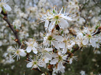 Schlehdorn (Prunus spinosa) in der Malscher Aue