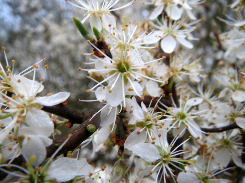 Schlehdorn (Prunus spinosa) in der Malscher Aue