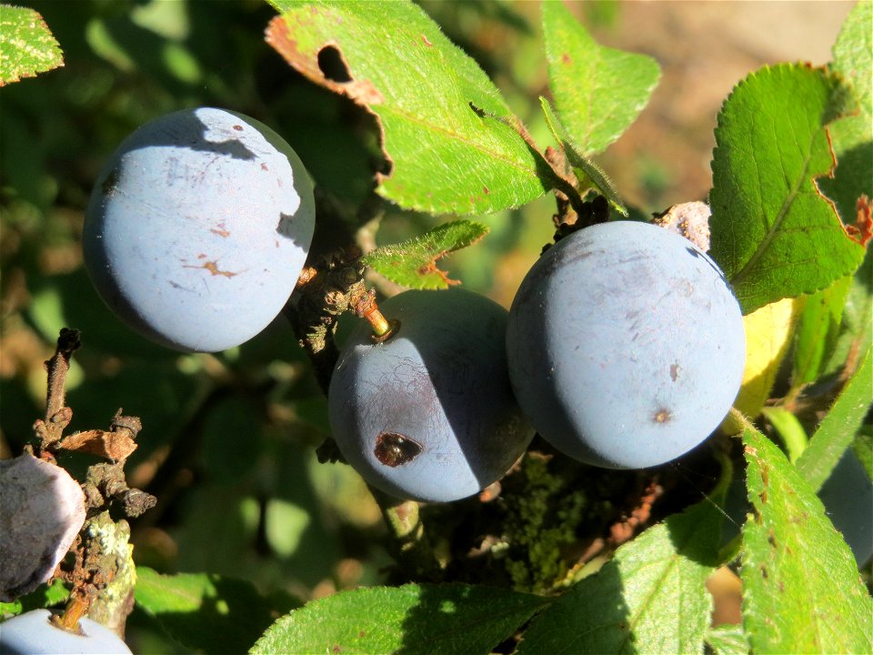 Schlehdorn (Prunus spinosa) bei Reilingen