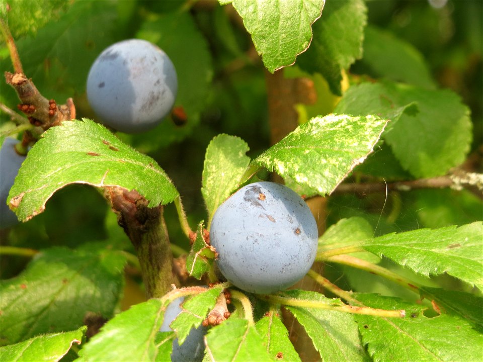 Schlehdorn (Prunus spinosa) in Hockenheim