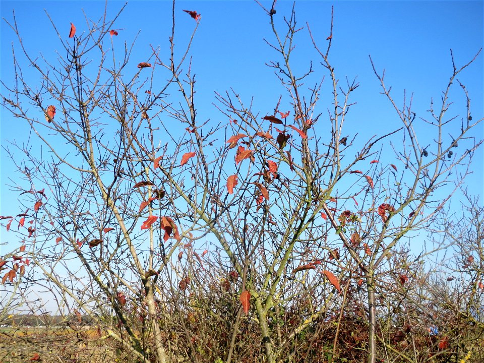 Schlehdorn (Prunus spinosa) bei Walldorf (Baden)