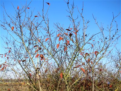 Schlehdorn (Prunus spinosa) bei Walldorf (Baden)