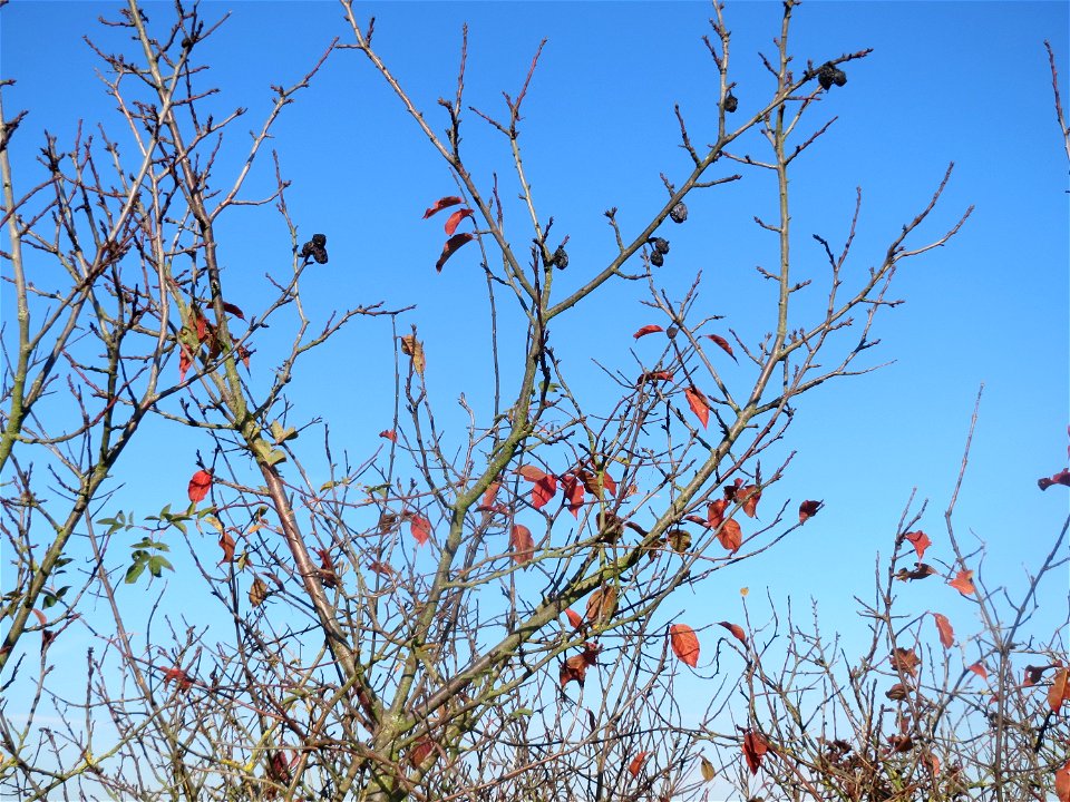 Schlehdorn (Prunus spinosa) bei Walldorf (Baden)