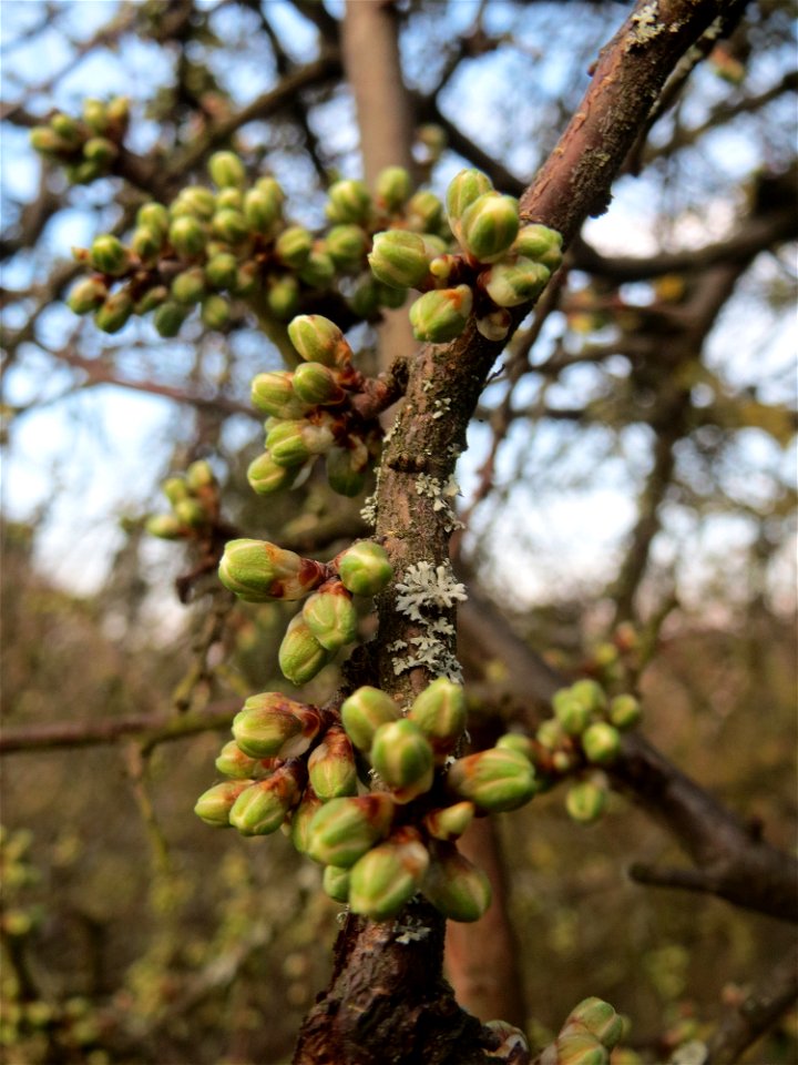 Knospen vom Schlehdorn (Prunus spinosa) in Hockenheim