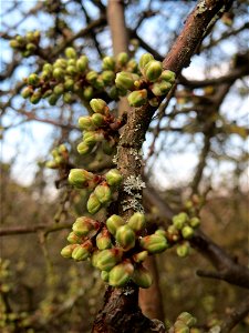 Knospen vom Schlehdorn (Prunus spinosa) in Hockenheim