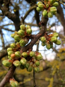 Knospen vom Schlehdorn (Prunus spinosa) in Hockenheim - deutlich kleiner als die der ähnlichen Kirschpflaume und etwas später in der Blüte