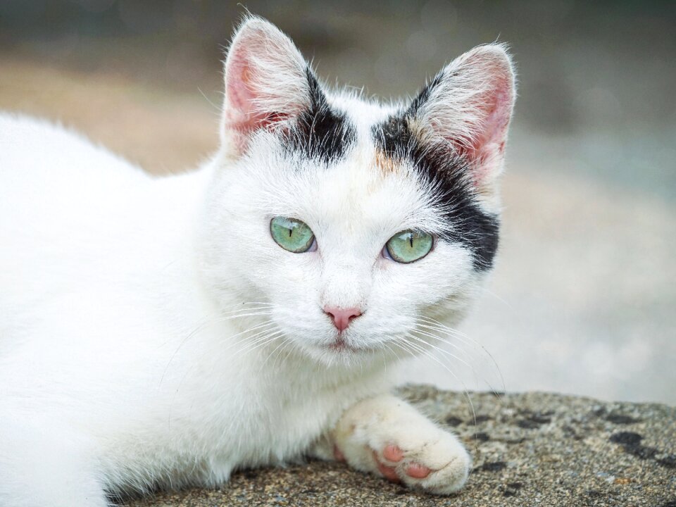 Animal portrait view