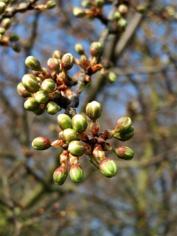 Knospen vom Schlehdorn (Prunus spinosa) in Hockenheim - deutlich kleiner als die der ähnlichen Kirschpflaume und etwas später in der Blüte