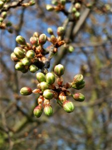 Knospen vom Schlehdorn (Prunus spinosa) in Hockenheim - deutlich kleiner als die der ähnlichen Kirschpflaume und etwas später in der Blüte