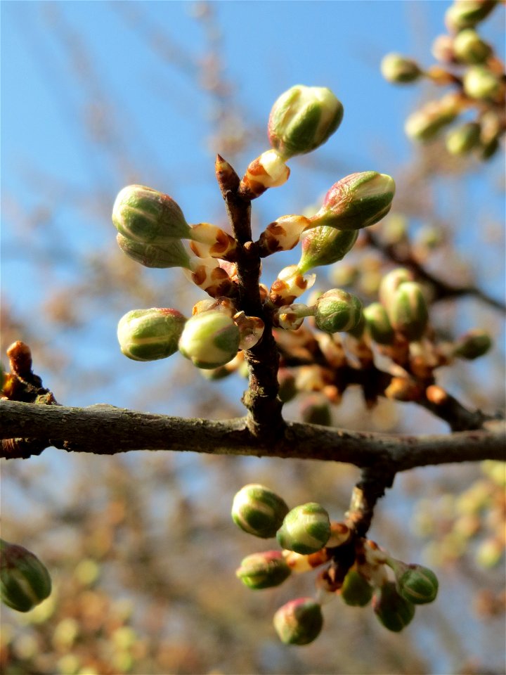 Knospen vom Schlehdorn (Prunus spinosa) in Hockenheim - deutlich kleiner als die der ähnlichen Kirschpflaume und etwas später in der Blüte
