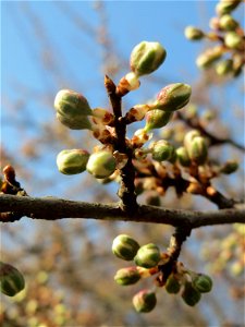 Knospen vom Schlehdorn (Prunus spinosa) in Hockenheim - deutlich kleiner als die der ähnlichen Kirschpflaume und etwas später in der Blüte