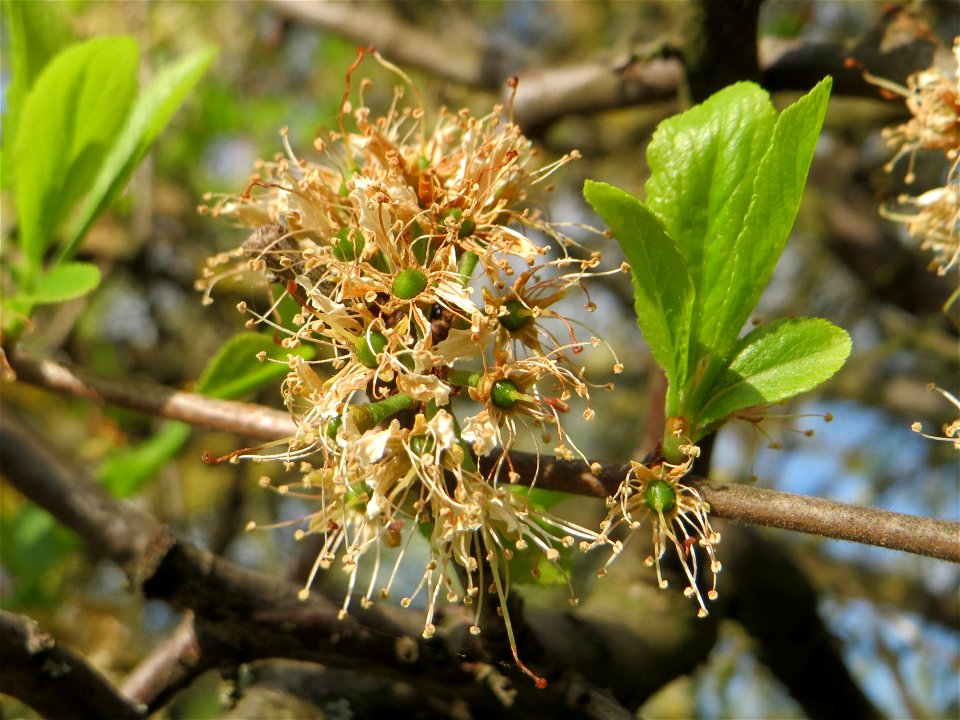 Verwelkter Schlehdorn (Prunus spinosa) in Hockenheim im Übergang zur Frucht
