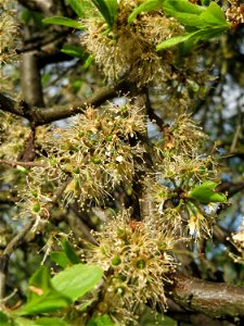Verwelkter Schlehdorn (Prunus spinosa) in Hockenheim im Übergang zur Frucht