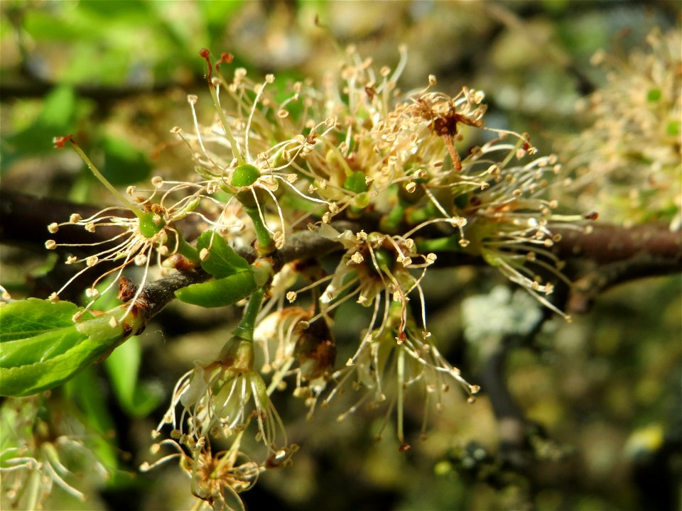 Verwelkter Schlehdorn (Prunus spinosa) in Hockenheim im Übergang zur Frucht