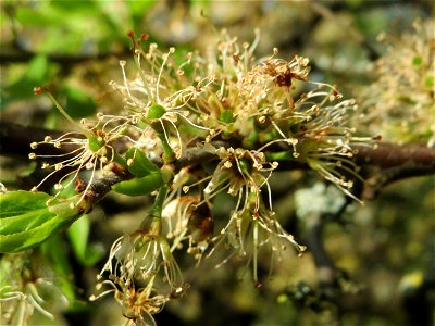 Verwelkter Schlehdorn (Prunus spinosa) in Hockenheim im Übergang zur Frucht