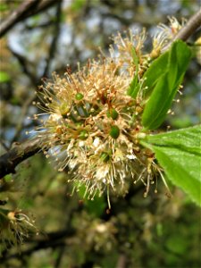 Verwelkter Schlehdorn (Prunus spinosa) in Hockenheim im Übergang zur Frucht