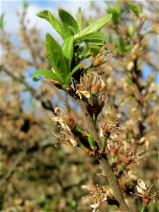 Verwelkter Schlehdorn (Prunus spinosa) in Hockenheim im Übergang zur Frucht