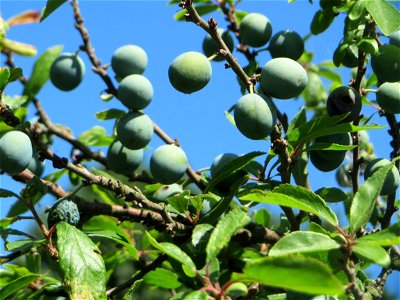 Schlehe (Prunus spinosa) in Hockenheim