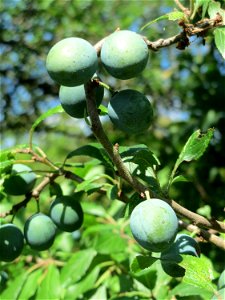 Schlehe (Prunus spinosa) in Hockenheim