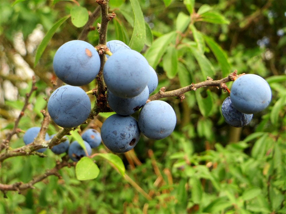 Schlehdorn (Prunus spinosa) im Landschaftsschutzgebiet „Hockenheimer Rheinbogen“